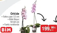 ORKİDE ORKİDE